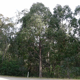 Eucalyptus globulus